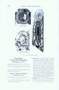 Treatise on Invertebrate Paleontology, Part E (Revised): Volumes 4 and 5: Hypercalcified Porifera (2-Volume Set)