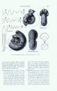 Treatise on Invertebrate Paleontology, Part L (Revised): Volume 2: Mollusca 4