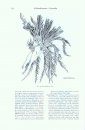 Treatise on Invertebrate Paleontology, Part T (Revised): Volume 3: Echinodermata 2