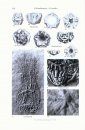 Treatise on Invertebrate Paleontology, Part T (Revised): Volume 3: Echinodermata 2