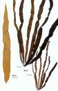 Seaweeds