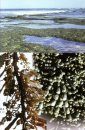 Seaweeds