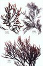Seaweeds