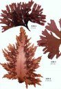 Seaweeds