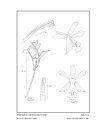 Icones Orchidacearum, Fascicle 12