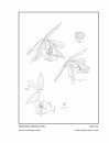 Icones Orchidacearum, Fascicle 12