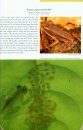 The Amphibians & Reptiles of the Golfo Dulce Region, Costa Rica