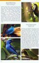 The Birds of the Golfo Dulce Region, Costa Rica