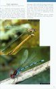 Dragonflies of the Golfo Dulce Region, Costa Rica