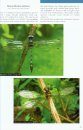 Dragonflies of the Golfo Dulce Region, Costa Rica