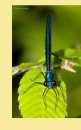 Damselflies of Texas