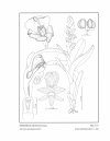 Icones Orchidacearum, Fascicle 11