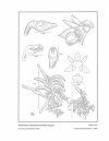 Icones Orchidacearum, Fascicle 11