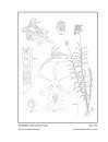 Icones Orchidacearum, Fascicle 13