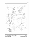 Icones Orchidacearum, Fascicle 13