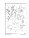 Icones Orchidacearum, Fascicle 8
