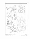 Icones Orchidacearum, Fascicle 9