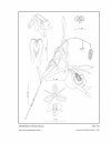 Icones Orchidacearum, Fascicle 9