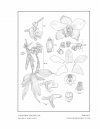 Icones Orchidacearum, Fascicle 10