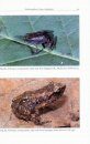 Amphibians of Malawi