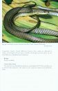 The Snakes of the Lesser Sunda Islands (Nusa Tenggara), Indonesia