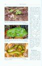 The Snakes of the Lesser Sunda Islands (Nusa Tenggara), Indonesia