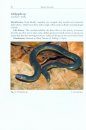 Amphibians and Reptiles of the Seribuat Archipelago (Peninsular Malaysia)
