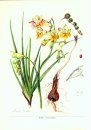Botany and Horticulture of the Genus Freesia (Iridaceae)