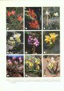 Botany and Horticulture of the Genus Freesia (Iridaceae)