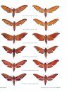 A Guide to the Hawkmoths of the Serra dos Orgaos, South-Eastern Brazil / Guia dos Sphingidae da Serra dos Orgaos, Sudeste do Brasil