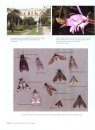 A Guide to the Hawkmoths of the Serra dos Orgaos, South-Eastern Brazil / Guia dos Sphingidae da Serra dos Orgaos, Sudeste do Brasil