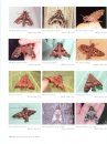 A Guide to the Hawkmoths of the Serra dos Orgaos, South-Eastern Brazil / Guia dos Sphingidae da Serra dos Orgaos, Sudeste do Brasil