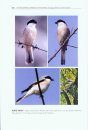 The True Shrikes (Laniidae) of the World