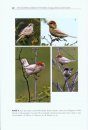 The True Shrikes (Laniidae) of the World