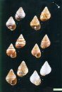Shells of the Hawaiian Islands, Volume 2: The Land Shells