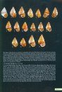 Shells of the Hawaiian Islands, Volume 2: The Land Shells