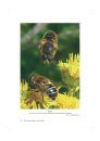 The Natural History of Hoverflies