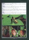 Chinese Insects Illustrated [Chinese]