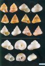 Shells of the Hawaiian Islands (2-Volume Set)