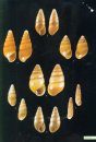 Shells of the Hawaiian Islands (2-Volume Set)