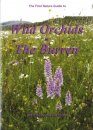 Wild Orchids in the Burren