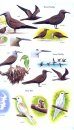 Birds of Seychelles