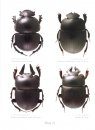 The African Dung Beetle Genera