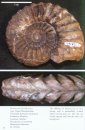Fossils of the Whitby Coast