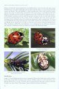 Ladybirds (Coccinellidae) of Britain and Ireland