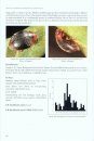 Ladybirds (Coccinellidae) of Britain and Ireland