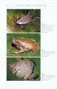 The Herpetofauna of Panay Island, Philippines