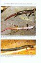 The Herpetofauna of Panay Island, Philippines