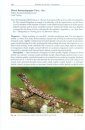 Lizards of Peninsular Malaysia, Singapore and their Adjacent Archipelagos