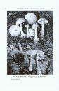 Studies on Amanita (Amanitaceae) from Andean Colombia